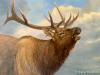 Elk Portrait