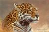 Jaguar Portrait