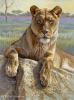 Serengeti Lioness